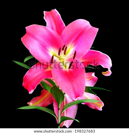 Flower of pink lily isolated on the black background