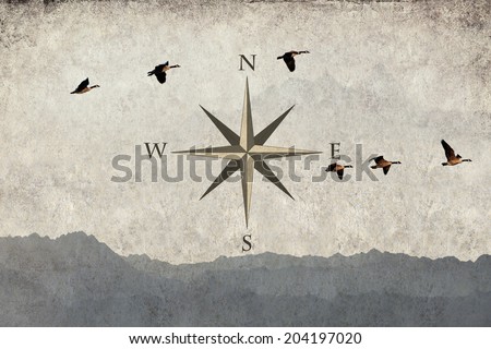 Textured old grange paper background wind rose and birds flying over mountains
