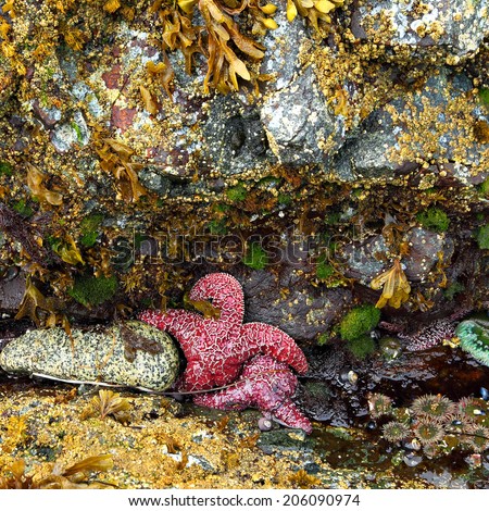 Animals of the underwater world (Starfishes, actinium and mollusks) on Pacific Ocean shelf in low tide (British Columbia. Canada)