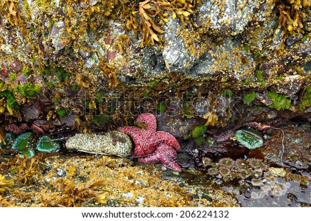 Animals of the underwater world (Starfishes, actinium and mollusks) on Pacific Ocean shelf in low tide (British Columbia. Canada)