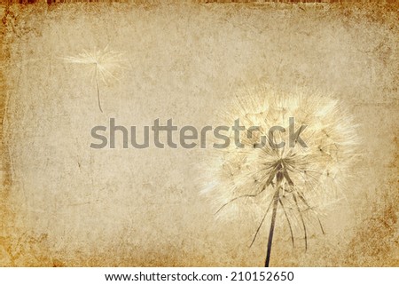 Textured old paper background with dandelion and seed blowing away. Vintage style. Copy space is available