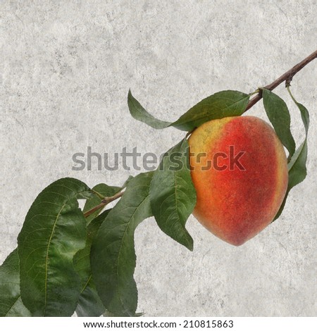Textured old paper background with ripe peach fruit branch