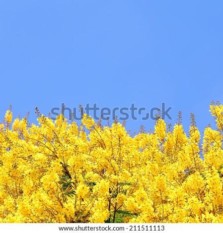 Yellow Blue natural background  - Yellow flowers blooming tree (Peltophorum dubium) on sunny blue sky background