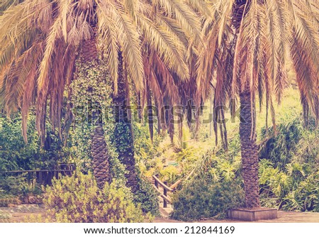 Palm tree oasis in desert, Israel. Image done with a vintage retro instagram filter