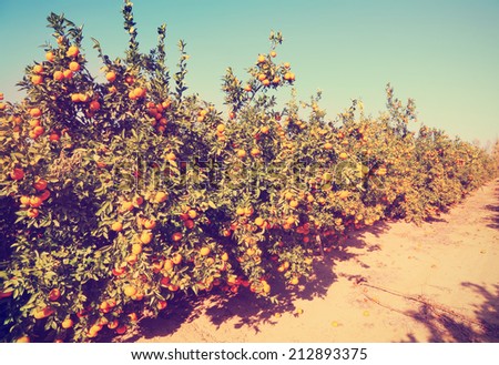 Ripe grapefruit trees on citron plantation. Image done with a vintage retro instagram filter
