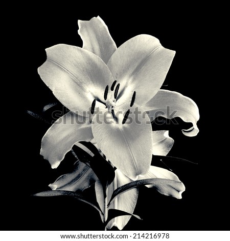 Flower of lily isolated. In black and white
