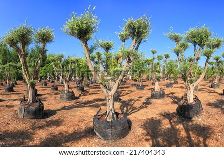 Olive trees which are grown up for sale on a plantation