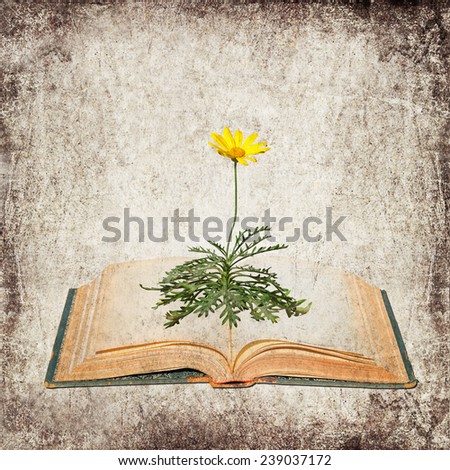 Textured old paper background with open book and  blossoming yellow flower.  Vintage abstract style image