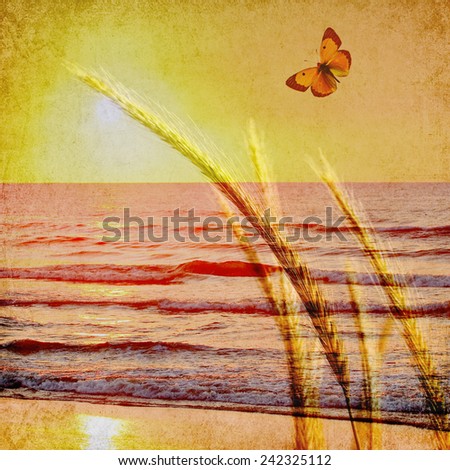 Textured old paper background with sea sunlight, herbs and butterfly ( Double exposure). Nature texture abstract background
