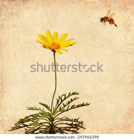 Textured old paper background with flower of crown daisy and bee