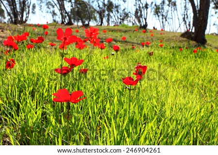 Spring blossoming of the red flowers (anemones) on a  green meadow