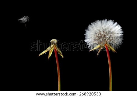 Dandelions -  fluffy, naked and  lonely flying seed on the black background