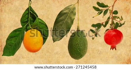 Textured old paper background with fruits on a branch. Ripe orange fruit, pomegranate and avocado