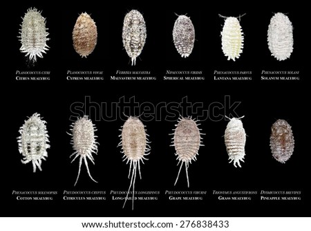 Mealybugs Species - Plant Pests of Mediterranean Region (Scale insects of the order Hemiptera)
