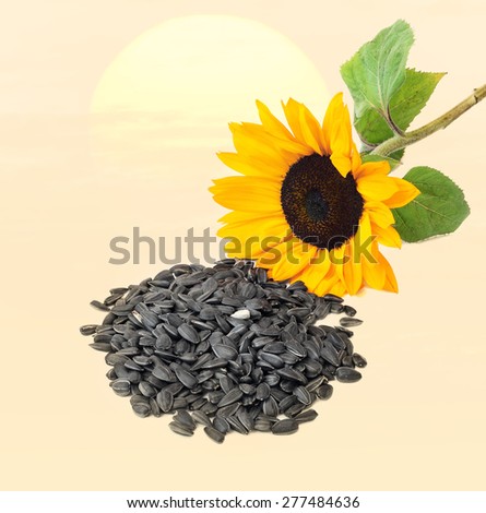 Sunflower seeds and plant on sunny warm color background