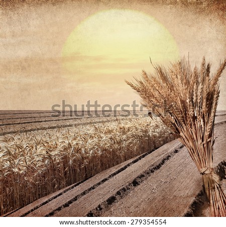 Textured old paper background with wheat ears, arable land and warm shining sun. Harvesting concept vintage style image