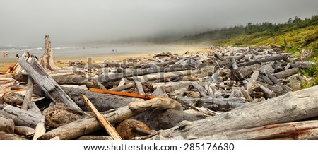 The coast of the Pacific Ocean after the storm in the foggy morning. Logs and driftwood on the Tofino beach. Pacific Ocean. British Columbia, Canada