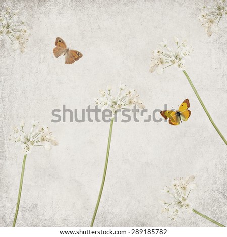 Textured old paper background with blooming flowers of Naples\'s Garlic (Wild Garlic - Allium neapolitanum) and butterflies