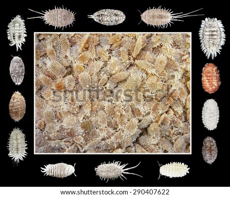 Mealybugs Species - Plant Pests of Mediterranean Region (Scale insects of the order Hemiptera)