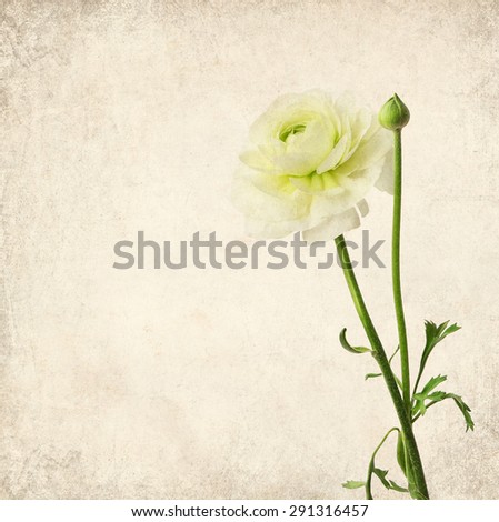 Textured old paper background with beautiful flower of buttercup (Ranuculus asiaticus)