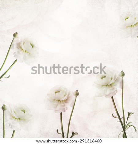 Textured old paper background with beautiful flower of buttercup (Ranuculus asiaticus)