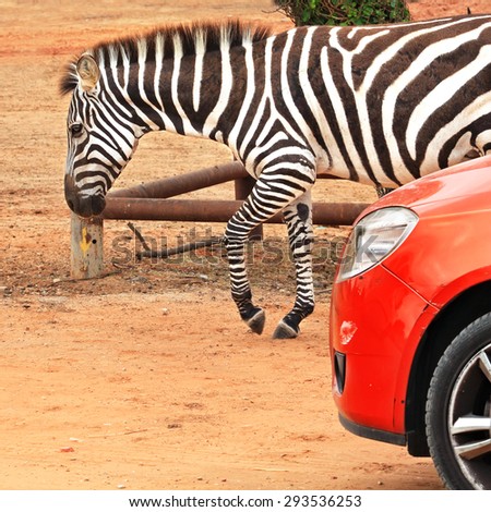 Zebra and red auto. Safari animals and civilization