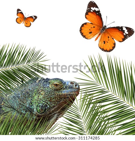 Exotic wildlife world. Monitor lizard ( Varanus varius ), Butterfly Danaus chrysippus (Plain tiger or African monarch) and leaves of a date palm ( Phoenix dactylifera). Isolated on a white background