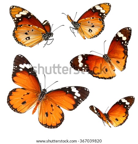 Butterflies migrating flight. Butterflies of Danaus chrysippus (Plain tiger or African monarch) isolated on a white background