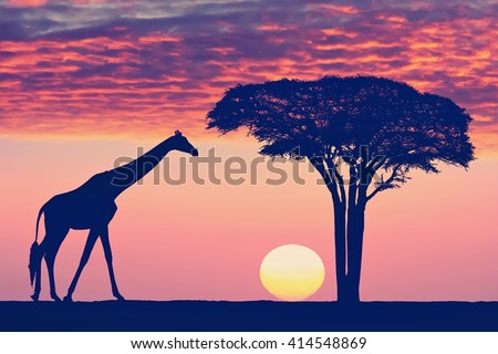 Silhouettes of giraffe and acacia tree against the beautiful sunset sky in the Serengeti Park. Tanzania. Africa. Toned colors vintage photo