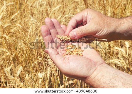 Grains in a farmer\'s hands on the wheat field background. Harvesting. Agricultural theme. Toned colors image