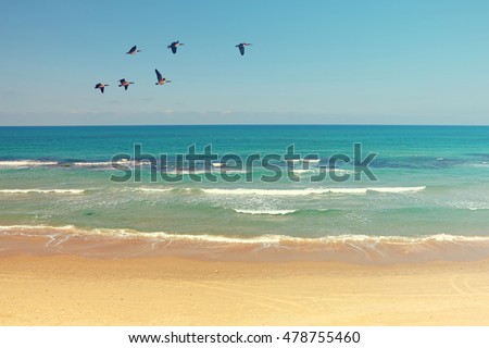 Mediterranean sea and sand beach landscape with migrating birds. Clear blue sky and calm water with soft sea surf. Autumn season. Israel. Toned colors old style photo
