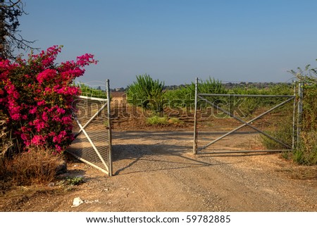 Dirt road, the open gate, blossoming bush and plantation of apples
