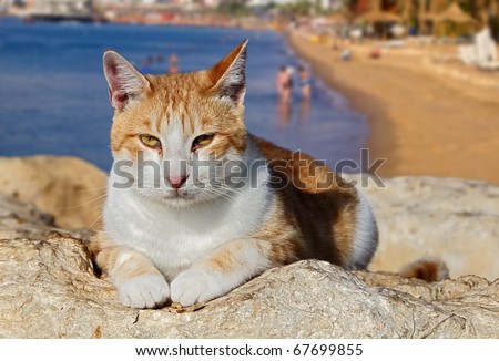 The cat lying on stones on Eilat beach background (Red sea. Israel)