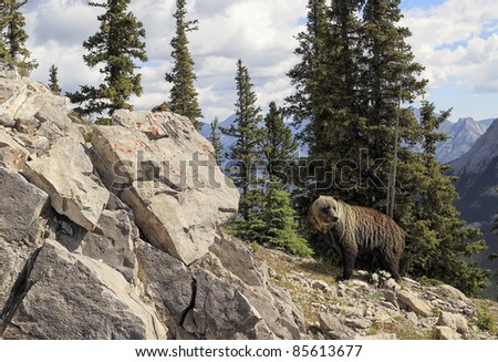 Grizzly bear in national park Banff (Albert. Canada)