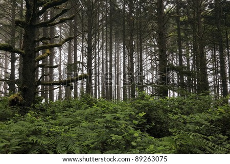 Rain forest with a green underbrush on an ocean fog background