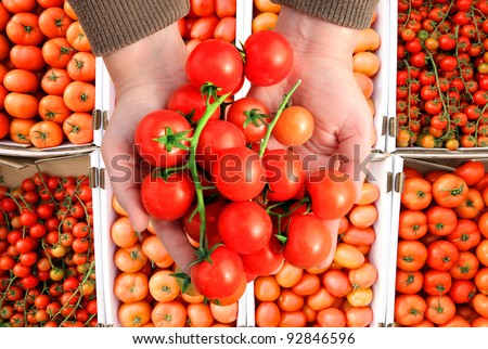 Cherry tomatoes in human\'s hands on the background of  tomatoes\'s different grades