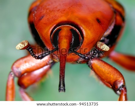 Close up view of a red palm weevil insect (is an asian beetle who is devastating hundreds of palms in the mediterranean area)
