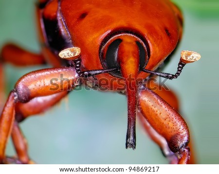 Close up view of a red palm weevil ( beetle who is devastating hundreds of palms in the mediterranean area)