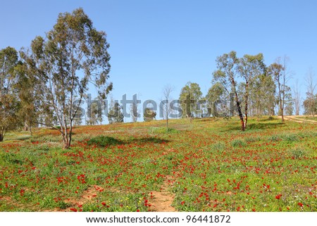 Spring In Desert