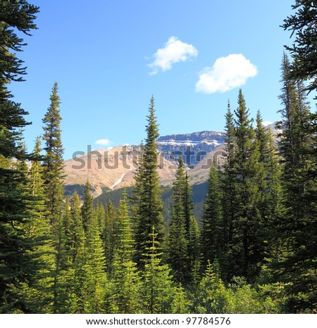 Rocky mountains covered with coniferous wood on a sky background. Jasper, Canada