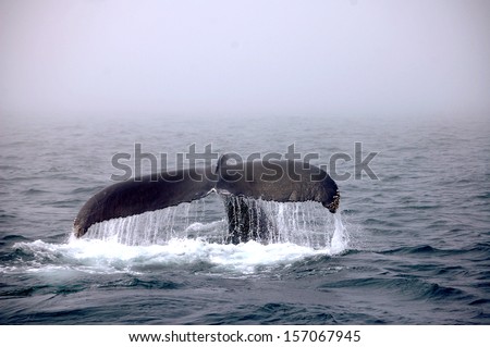 The tail of a humpback whale as it dives into the water