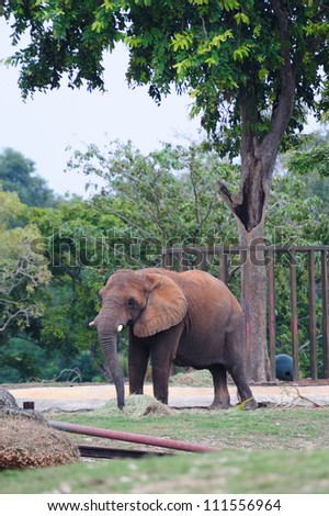 Elephant walking in Miami zoo