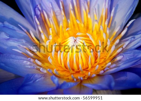 Water lily closeup in water with lovely blue color