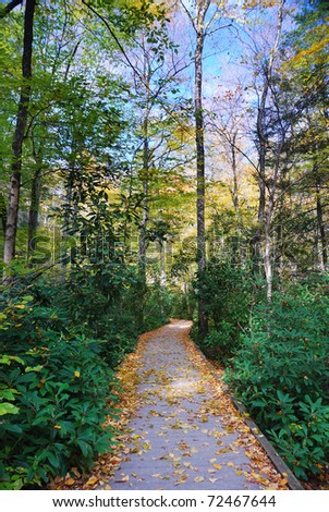 Autumn hiking trail with foliage in woods. From Bushkill Falls, Pennsylvania.