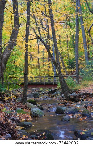 Autumn forest with wood bridge over creek in yellow maple forest with trees and colorful foliage.