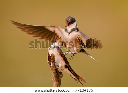 The White-throated Swallow  is a small bird in the swallow family. It is a common species, found in southern Africa