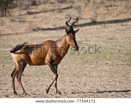 The hartebeest  is a grassland antelope found in West Africa, East Africa and Southern Africa. It is one of the three species classified in the genus Alcelaphus