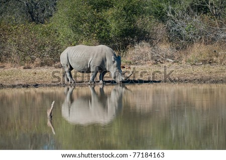 There are two subspecies of White Rhinos; as of 2005, South Africa has the most of the first subspecies, the Southern White Rhinoceros