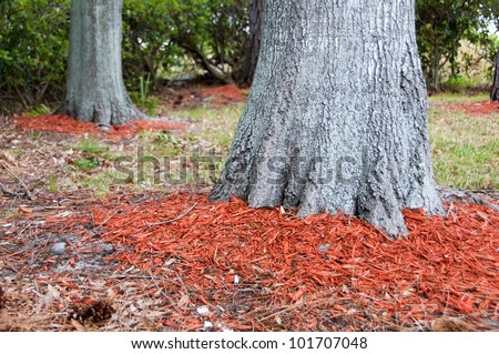 Redwood mulch around the base of Oak trees to help hold in moisture with shallow dept of field
