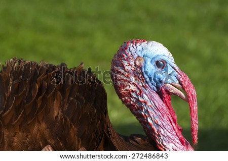 Free Range male turkey showing his colors and long beak cover and ruffled feathers